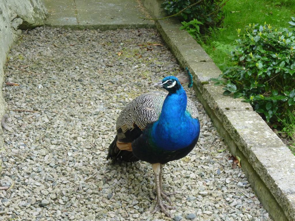 Toadhall Rooms Muchalls Pokój zdjęcie